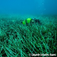 Diver-in-Posidonia-e1348499393645